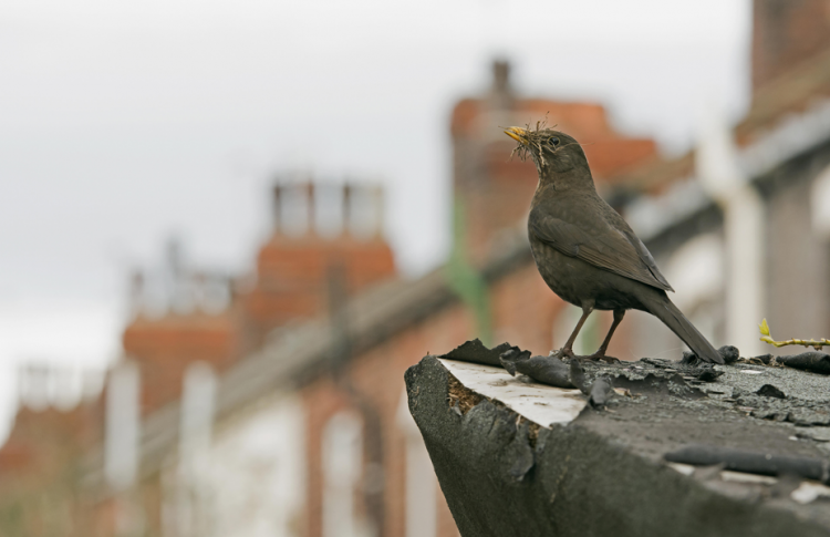 A blackbird sits on a roof. 