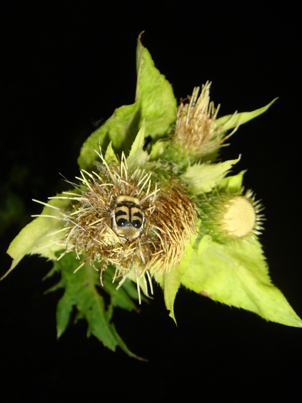 An insect visits a cabbage thistle.